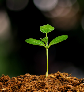 Environmental Management System